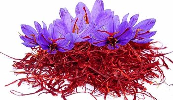 فلزیاب زعفران، متال دتکتور زعفران